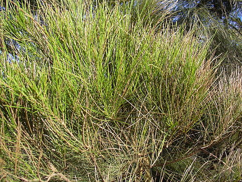 Casuarina glauca